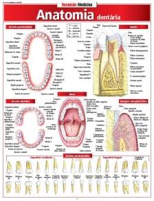 Anatomia Dentaria - 01Ed/08