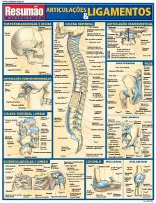 Articulacoes & Ligamentos