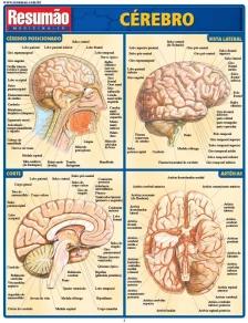 Cerebro - 04Ed/08