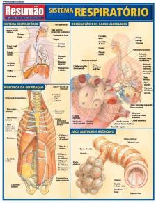 Sistema Respiratorio - 01Ed/08