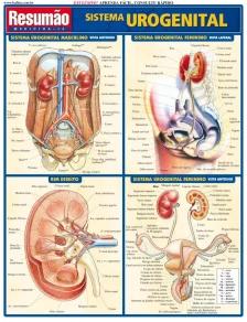 Sistema Urogenital - 02Ed/06